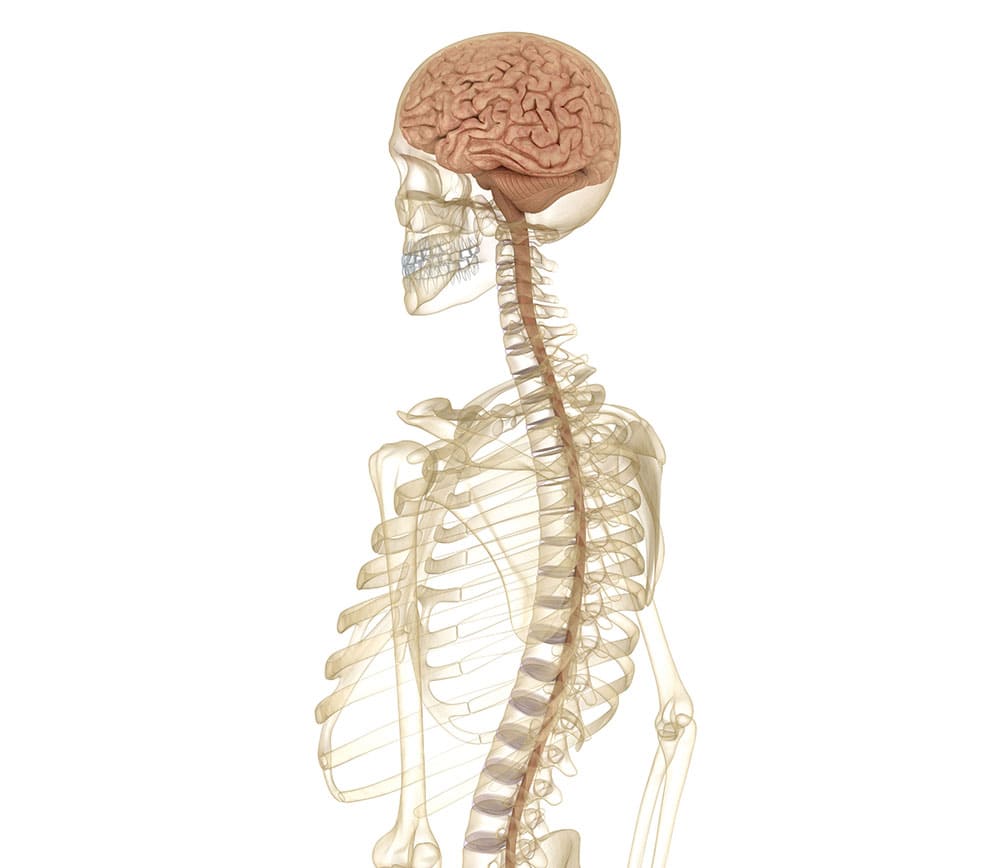 Brain and Spine